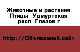 Животные и растения Птицы. Удмуртская респ.,Глазов г.